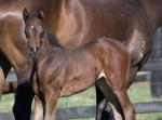 Breednet Gallery - Dissident Middlebrook Valley Lodge, NSW