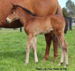 Breednet Gallery - So You Think Sledmere Stud, NSW