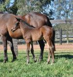 Breednet Gallery - Vancouver Coolmore, NSW