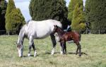 Breednet Gallery - Exosphere Lime Country Thoroughbreds, NSW