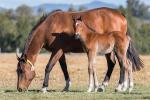 Breednet Gallery - I Am Invincible Holbrook Thoroughbreds