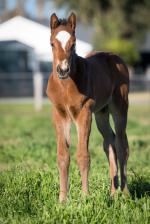 Breednet Gallery - Olympic Glory (IRE) Holbrook Thoroughbreds