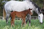 Breednet Gallery - Exceed and Excel Willow Park, NSW