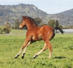 Breednet Gallery - All American Chatswood Stud, Vic