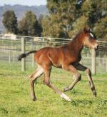 Breednet Gallery - All American Chatswood Stud, Vic