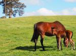 Breednet Gallery - Free Eagle (IRE) Swan Thoroughbreds, SA