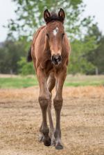 Breednet Gallery - Vancouver Holbrook Thoroughbreds, NSW