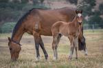 Breednet Gallery - Dundeel Holbrook Thoroughbreds, NSW