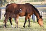Breednet Gallery - Sizzling Willow Park, NSW