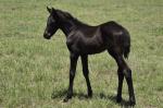 Breednet Gallery - Spill the Beans Tallulah Downs Broodmares