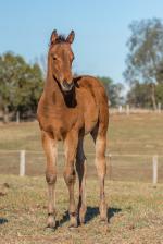 Breednet Gallery - Outreach Holbrook Thoroughbreds, NSW