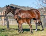 Breednet Gallery - Pierro Holbrook Thoroughbreds for Bob and Sandra Peters