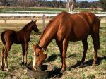 Breednet Gallery - Dissident Maguire Breeding and Racing