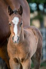 Breednet Gallery - Vancouver Holbrook Thoroughbreds