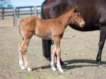 Breednet Gallery - Star Witness Middlebrook Valley Lodge
