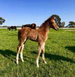 Breednet Gallery - Reward For Effort Chatswood Stud. Bred by Hollylodge