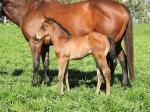 Breednet Gallery - More Than Ready (USA) Vinery Stud, NSW