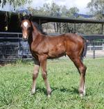 Breednet Gallery - Air Force Blue (USA) Kitchwin Hills, NSW