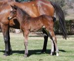 Breednet Gallery - More Than Ready (USA) Kitchwin Hills, NSW