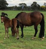 Breednet Gallery - Brazen Beau Maguire Breeding and Racing, Vic