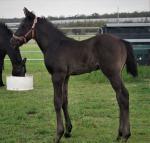 Breednet Gallery - Pluck (USA) Bred by K. Woods