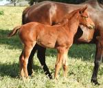 Breednet Gallery - Dissident Maguire Breeding and Racing