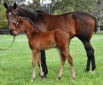 Breednet Gallery - Air Force Blue (USA) Coolmore, NSW