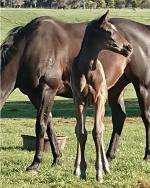 Breednet Gallery - Needs Further Bred by B and B Douglas, Stave