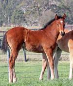 Breednet Gallery - Shalaa (Ire) Lime Country Thoroughbreds