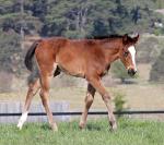 Breednet Gallery - Written Tycoon Lime Country Thoroughbreds