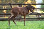 Breednet Gallery - Not A Single Doubt Willow Park Stud, NSW