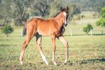 Breednet Gallery - Domesday Holbrook Thoroughbreds