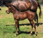 Breednet Gallery - Your Song Davali Thoroughbreds