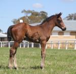 Breednet Gallery - Duporth Canning Downs