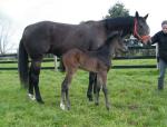 Breednet Gallery - High Chaparral (IRE) Morning Rise Stud