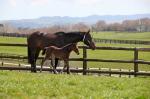 Breednet Gallery - Red Giant (USA) Curraghmore Stud