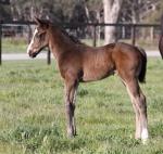 Breednet Gallery - Barely a Moment Grange Thoroughbreds