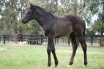 Breednet Gallery - More Than Ready (USA) Wood Nook Farm