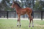 Breednet Gallery - High Chaparral (IRE) Wood Nook Farm