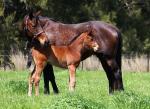 Breednet Gallery - I Am Invincible Middlebrook Station Thoroughbreds