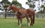 Breednet Gallery - High Chaparral (IRE) Coolmore