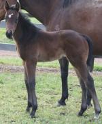 Breednet Gallery - I Am Invincible Middlebrook Valley Lodge