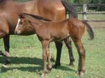 Breednet Gallery - Duporth Twin Palms Stud