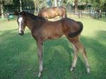 Breednet Gallery - Duporth Twin Palms Stud