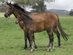 Breednet Gallery - Redoute's Choice Willow Park Stud