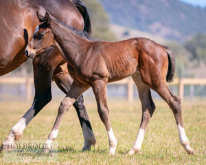 Breednet Gallery - Al Maher Holbrook Thoroughbreds, NSW