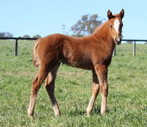 Breednet Gallery - Ready for Victory Twin Hills Stud, NSW