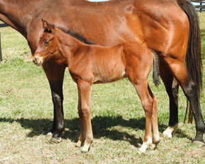 Breednet Gallery - All Too Hard Vinery Stud, NSW