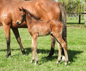 Breednet Gallery - Charge Forward Vinery Stud, NSW