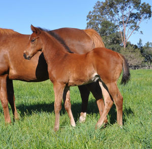 Breednet Gallery - Churchill (IRE) Coolmore, NSW